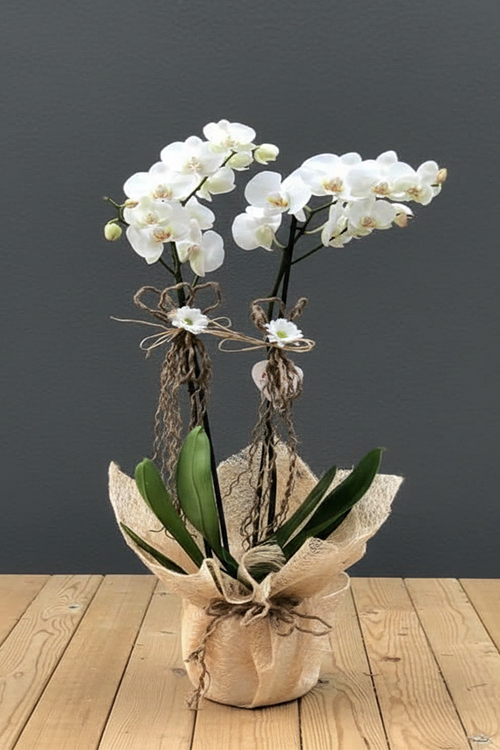 Orkide Koleksiyonu 3 Beyaz Orkide