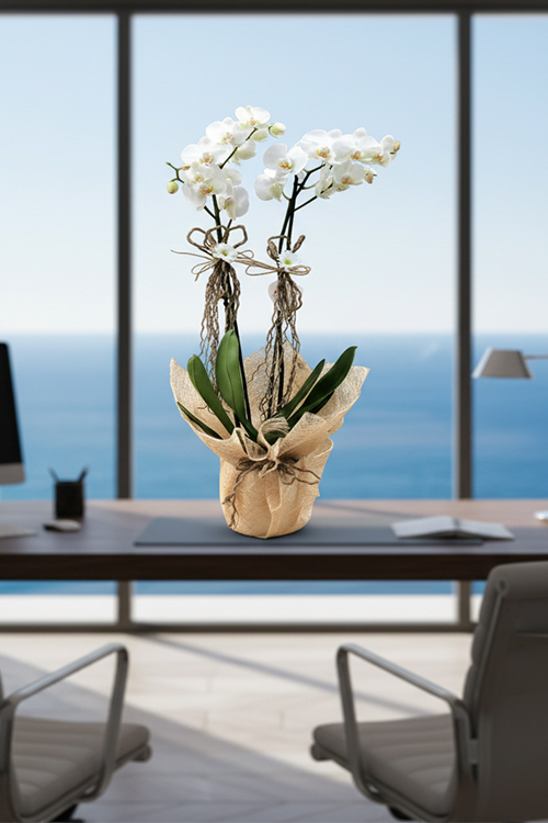 Orkide Koleksiyonu 3 Beyaz Orkide