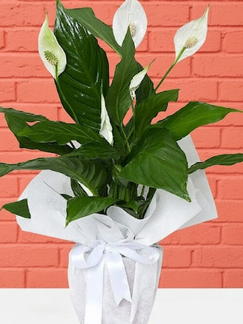 60 Cm Barış Çiçeği Bitkisi