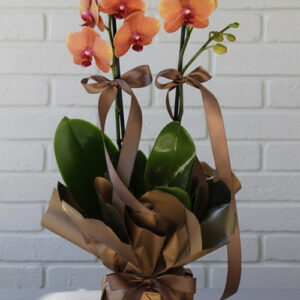 Orkide Koleksiyonu 11 Turuncu Orkide