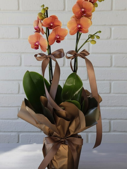 Orkide Koleksiyonu 11 Turuncu Orkide