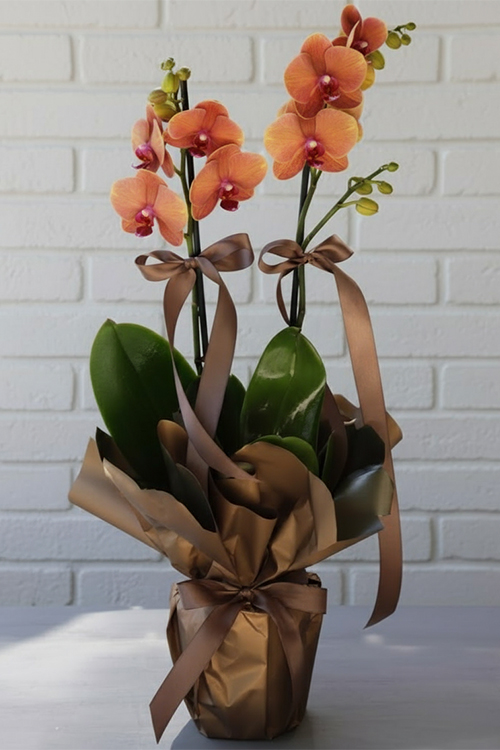 Orkide Koleksiyonu 11 Turuncu Orkide