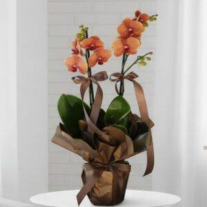 Orkide Koleksiyonu 11 Turuncu Orkide
