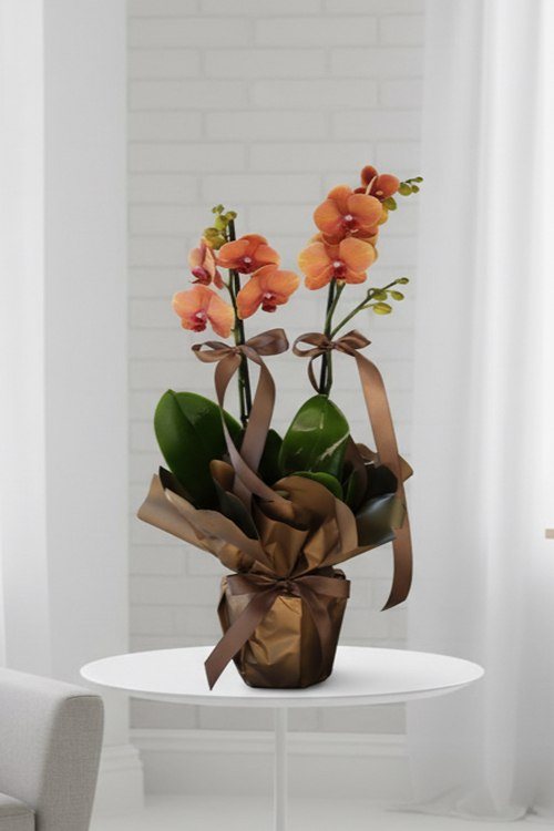 Orkide Koleksiyonu 11 Turuncu Orkide