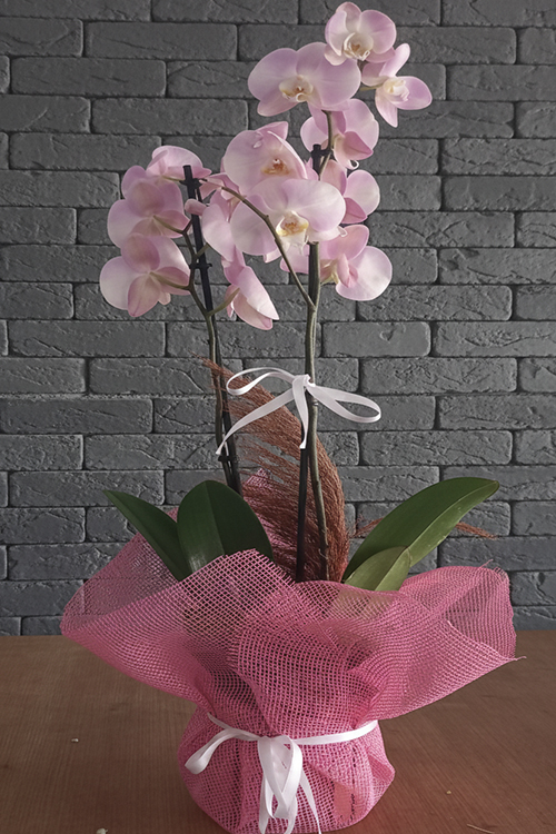 Orkide Koleksiyonu 12 Pembe Orkide