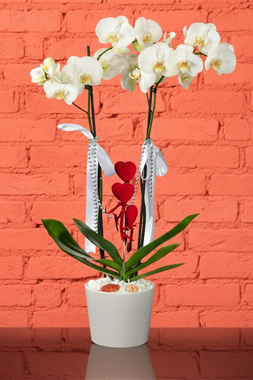 Orkide Koleksiyonu 13 Beyaz Orkide