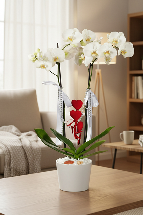 Orkide Koleksiyonu 13 Beyaz Orkide