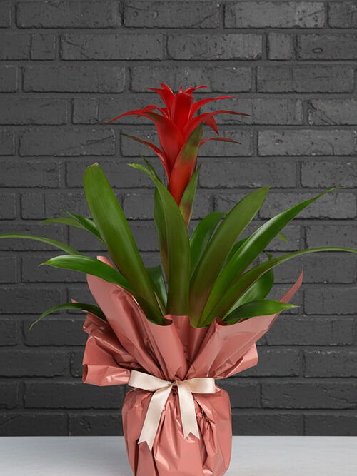 Guzmania Bitkisi
