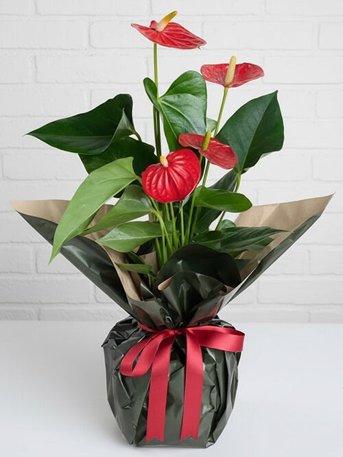 50 Cm Anthurium Bitkisi