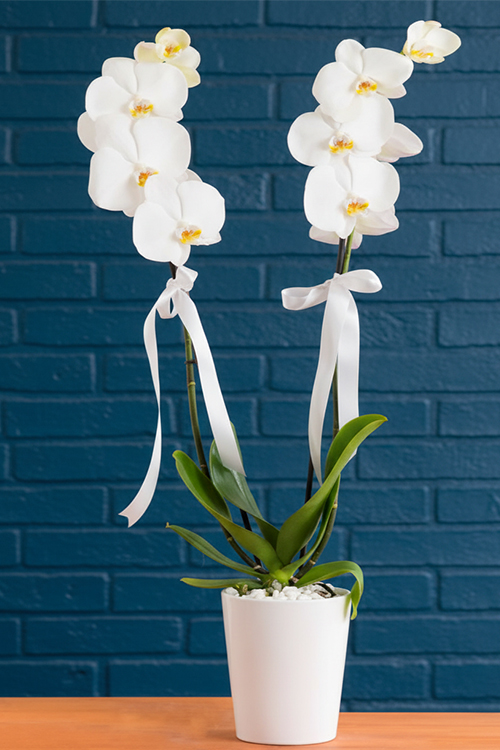 Orkide Koleksiyonu 9 Beyaz Orkide