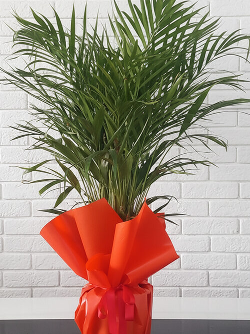 150 Cm Areca Bitkisi