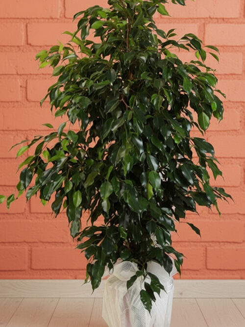 120 Cm Boy Ficus Benjamin