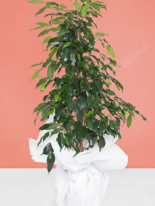 100 Cm Boy Ficus Benjamin