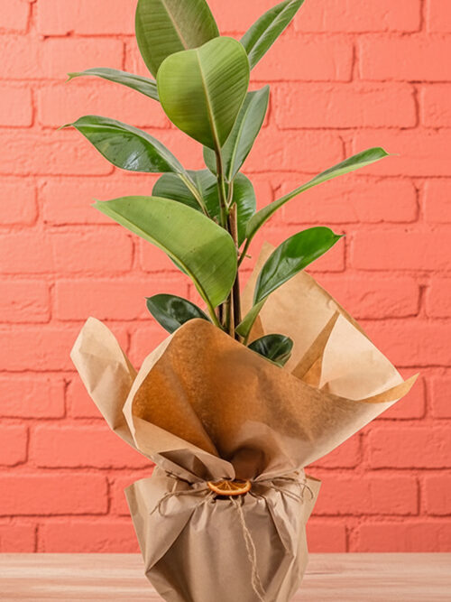 100 Cm Kauçuk Bitkisi