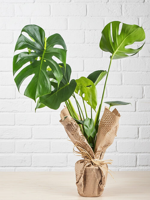 Monstera Deve Tabanı Bitkisi