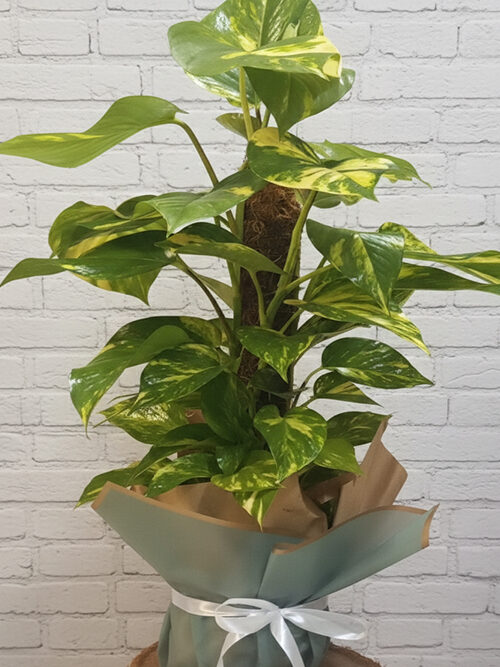 100 Cm Patos Sarmaşık Bitkisi