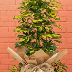 125 Cm Şeflera Bitkisi