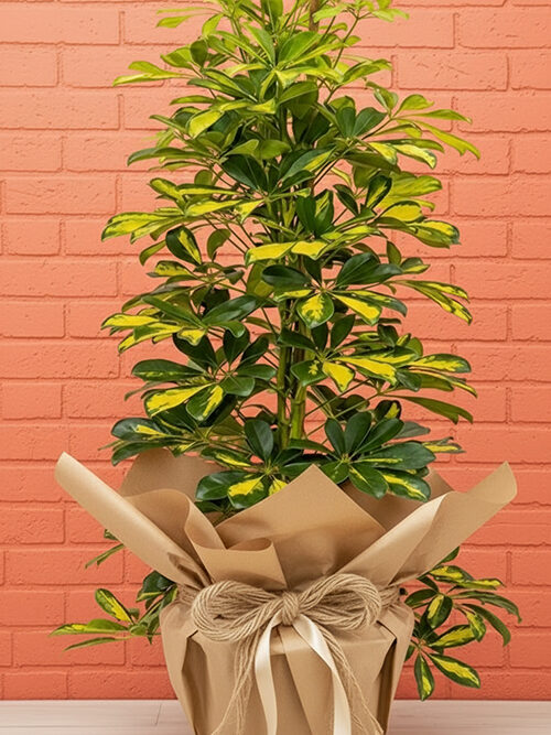 125 Cm Şeflera Bitkisi