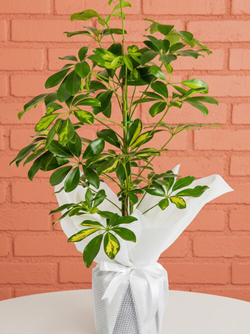 100 Cm Şeflera Bitkisi