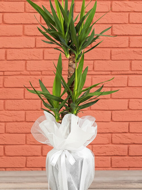 2 Kök Yucca Bitkisi