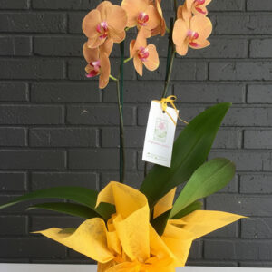 Orkide Koleksiyonu 15 Sarı Orkide