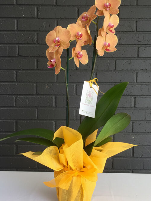 Orkide Koleksiyonu 15 Sarı Orkide