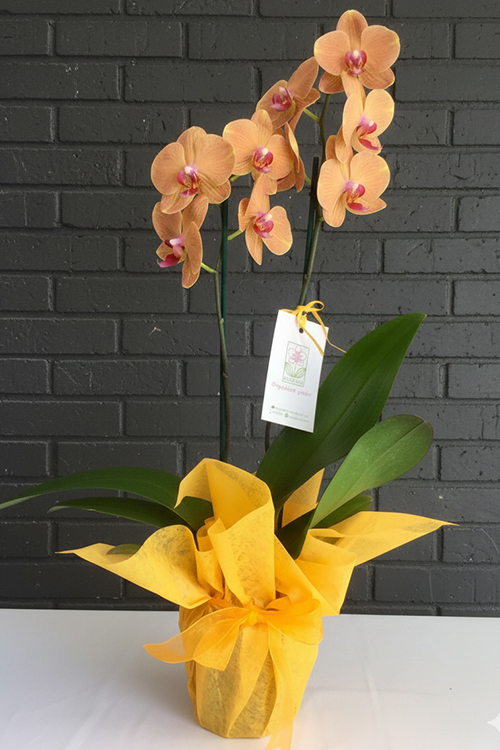 Orkide Koleksiyonu 15 Sarı Orkide