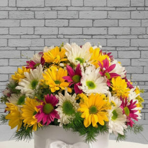 3 Renk Papatya Arajmanı