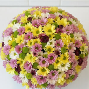 Siyah Kutuda Renkli Papatya Arajmanı