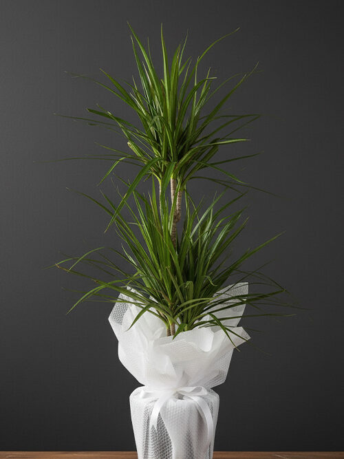 3 Kök Dracaena Marginata Bitkisi