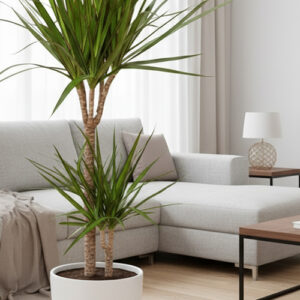 2 Kök Dracaena Marginata Bitkisi