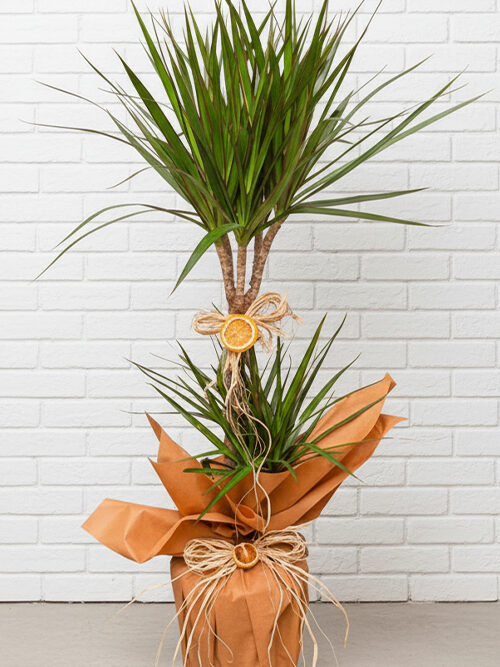 2 Kök Dracaena Marginata Bitkisi