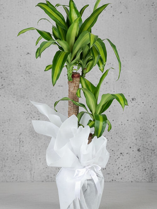 2 Kök Dracaena Massangena Bitkisi