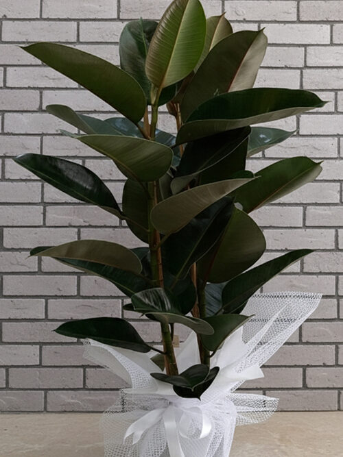 100 Cm Kauçuk Bitkisi