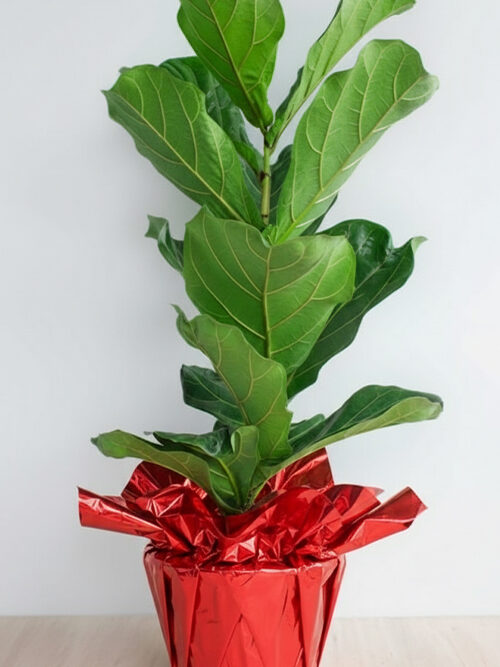 100 Cm Lyrata Kauçuk Bitkisi