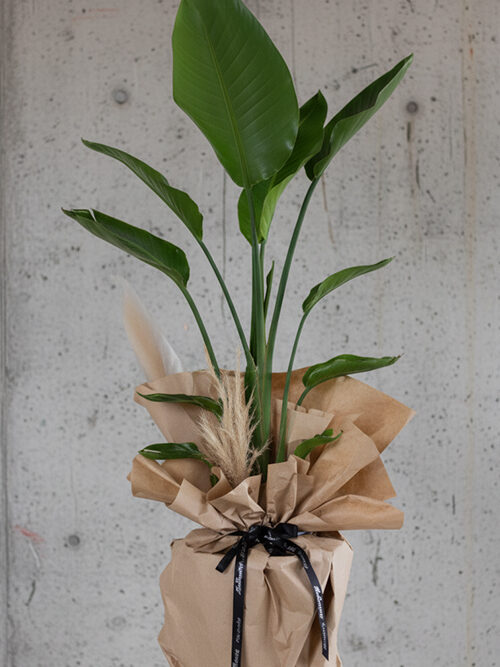 150 Cm Starliçe Bitkisi