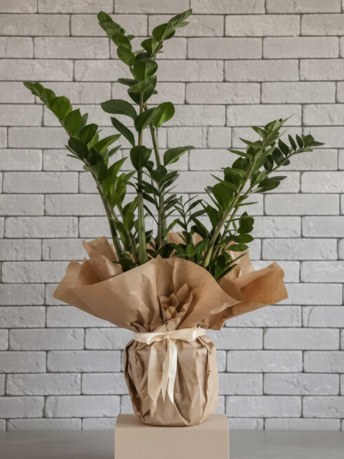 70 Cm Zamia Bitkisi